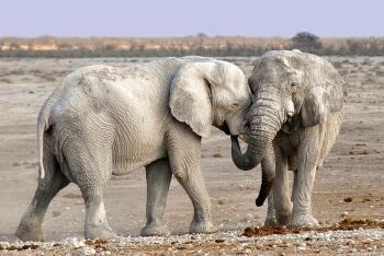Young elephants, Namibia