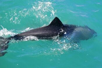 Haviside\'s dolphin (Cephalorhynchus heavisidii), Lüderitz, Namibia