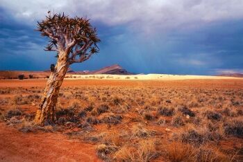 Quiver Tree, Sossusvlei, Namibia