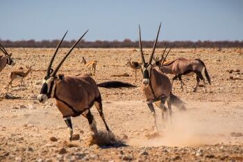 Oryx gazella -Etosha National Park