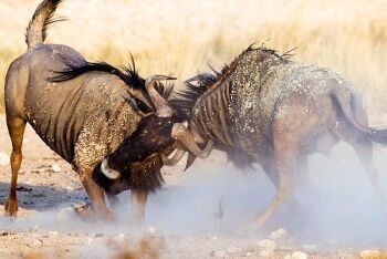 Blue wildebeest males in duel - Etosha National Park