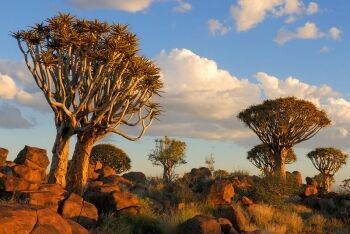 Quiver Tree Forest near Keetmanshoop, Namibia
