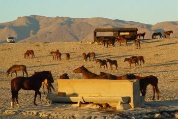 Namib desert horses, watering hole, Garub