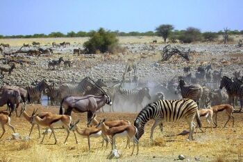 Waterhole, Etosha National Park