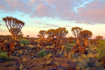 Quiver Tree Forest, Keetmanshoop, Namibia