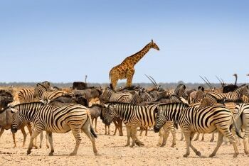 Animals, Namibia