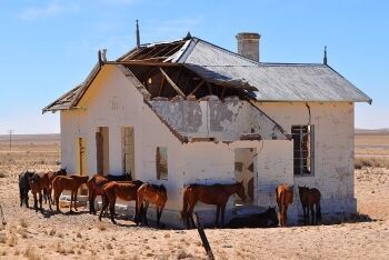 Wild horses, Garub, between Aus and Lüderitz, Namibia