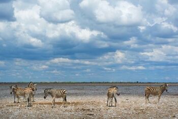 Zebras, Etosha National Park, Namibia