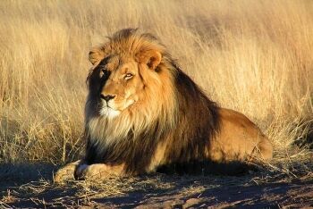 Lion at the AfriCat Foundation, Okonjima\'s 22 000 ha private Nature Reserve, 50 kms south of Otjiwarongo, Namibia
