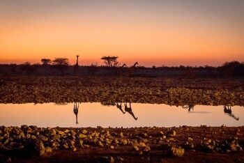 Waterhole at sunset - Etosha National Park