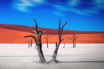 Dead camel thorn (Vachellia erioloba) in Deadvlei, near Sossusvlei, southern Namib Desert